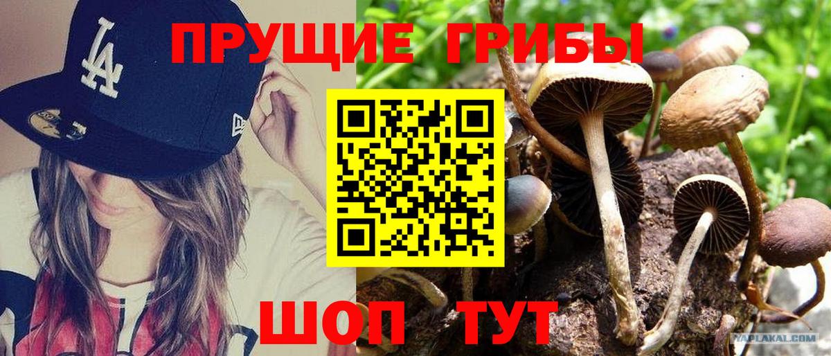 купить наркотик  Вход с VPN  Москва  Галлюциногенные грибы Cubensis 